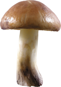 Mushroom PNG image-3186